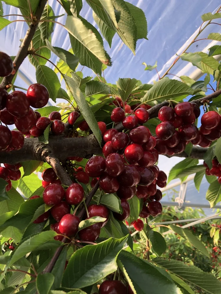 Briole fruits cerises